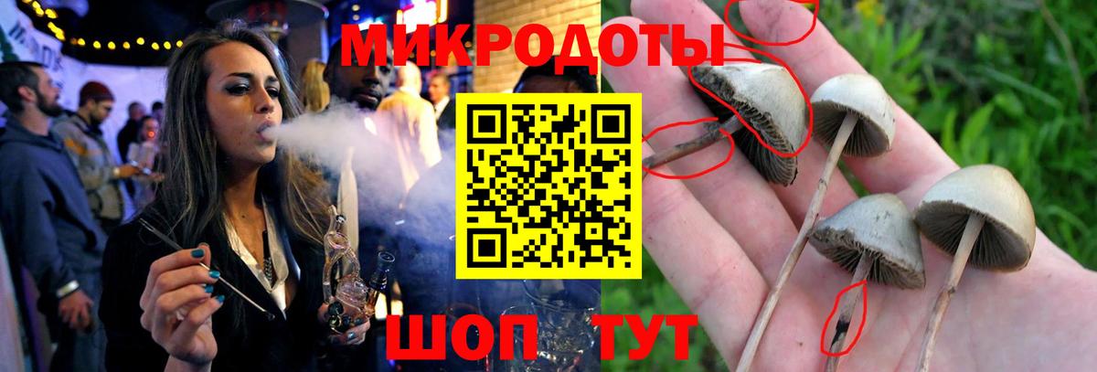 Псилоцибиновые грибы Psilocybe Нижний Новгород